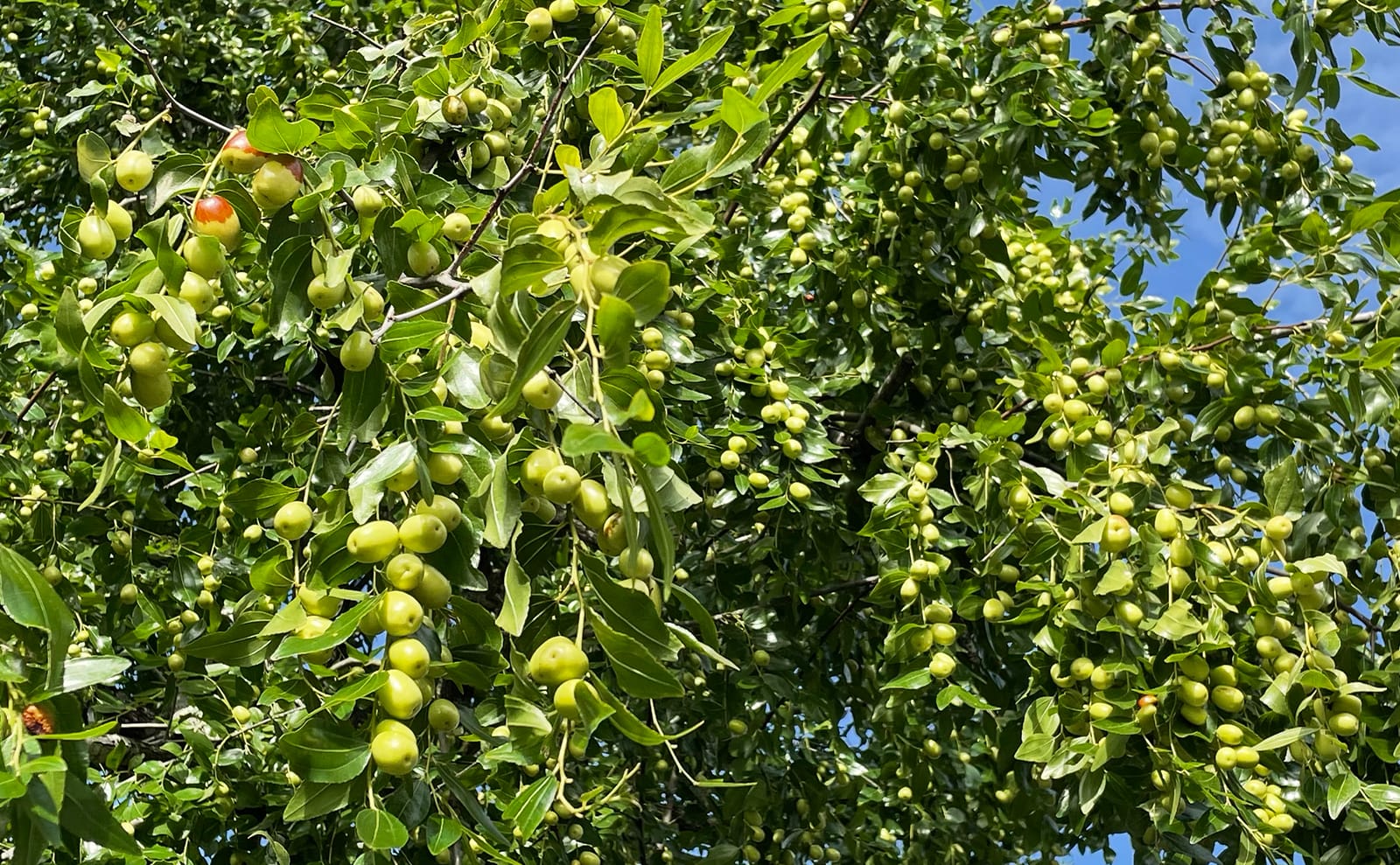 写真：9月中旬の棗の木