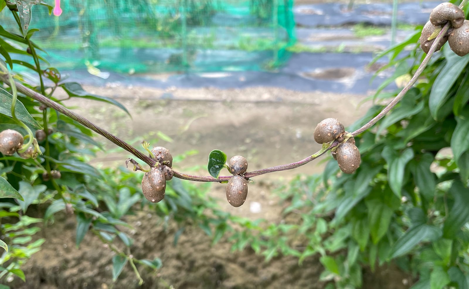 写真：長芋のむかご