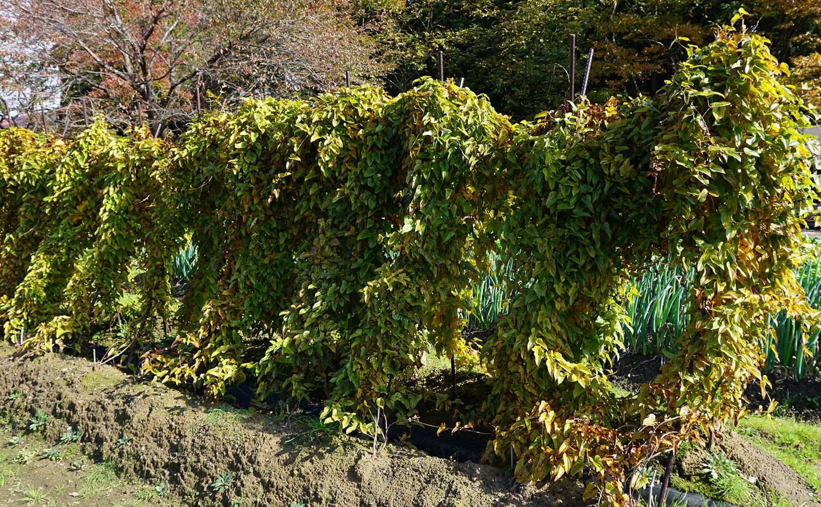 写真：10月下旬の長芋