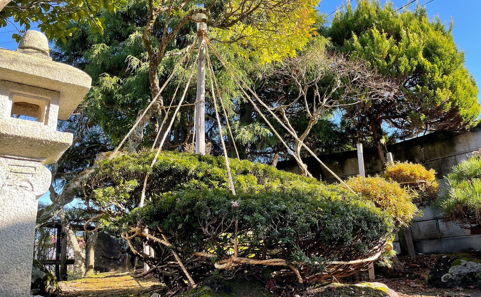 写真：冬囲いされた木01