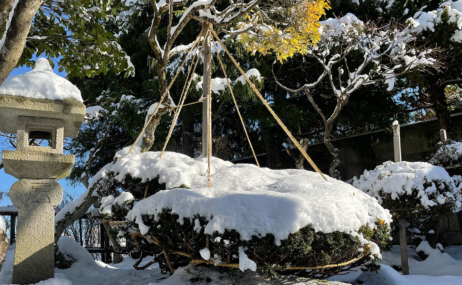 写真：雪が積もった木01