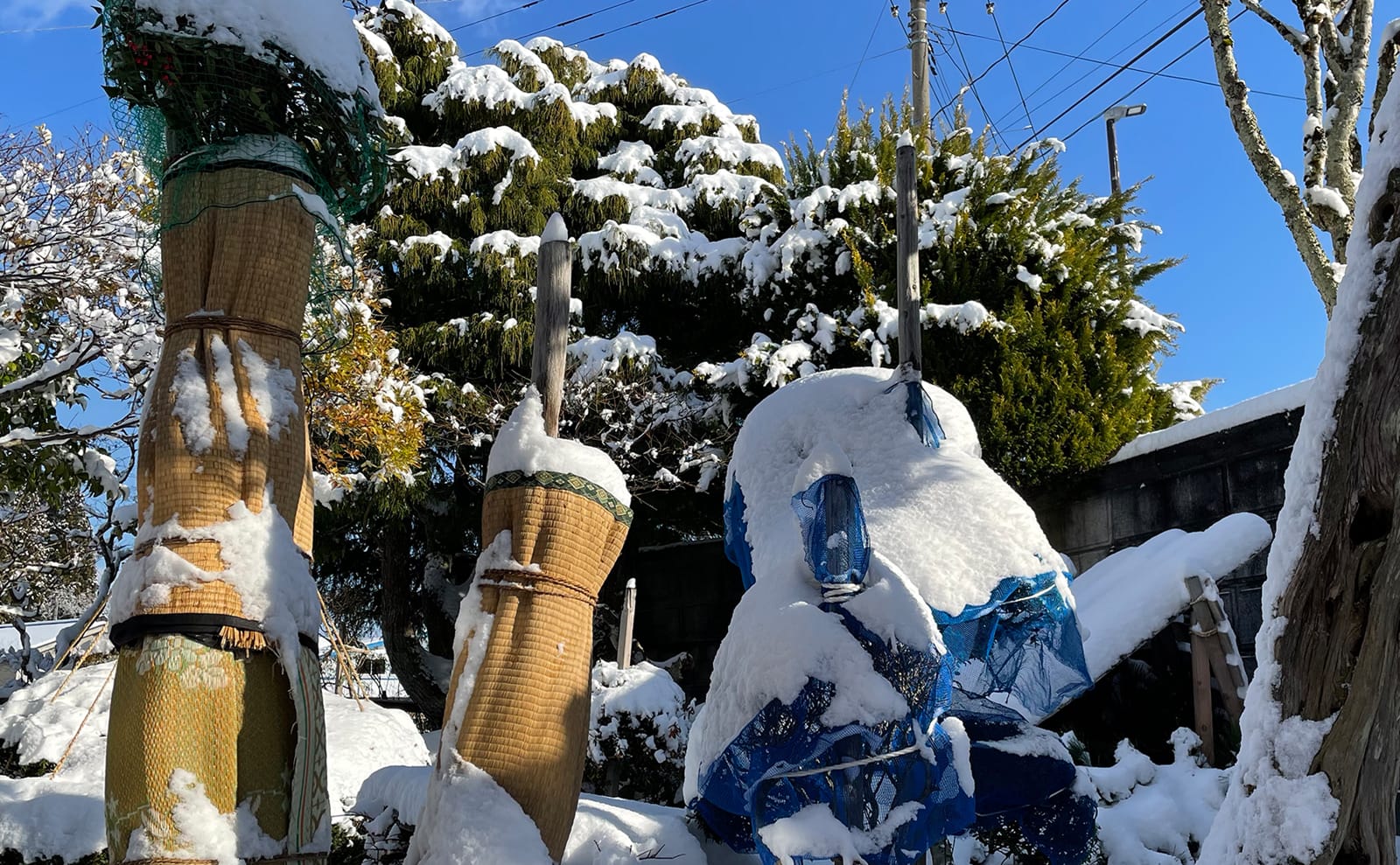 写真：雪が積もった木02