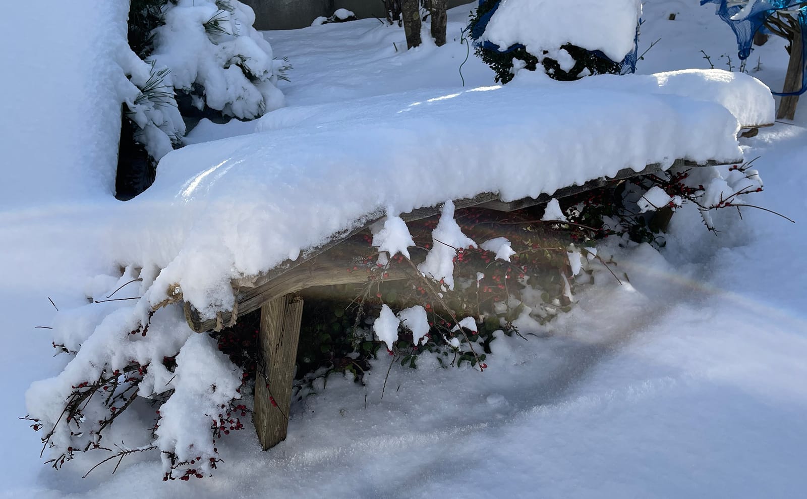 写真：雪が積もった紅紫檀