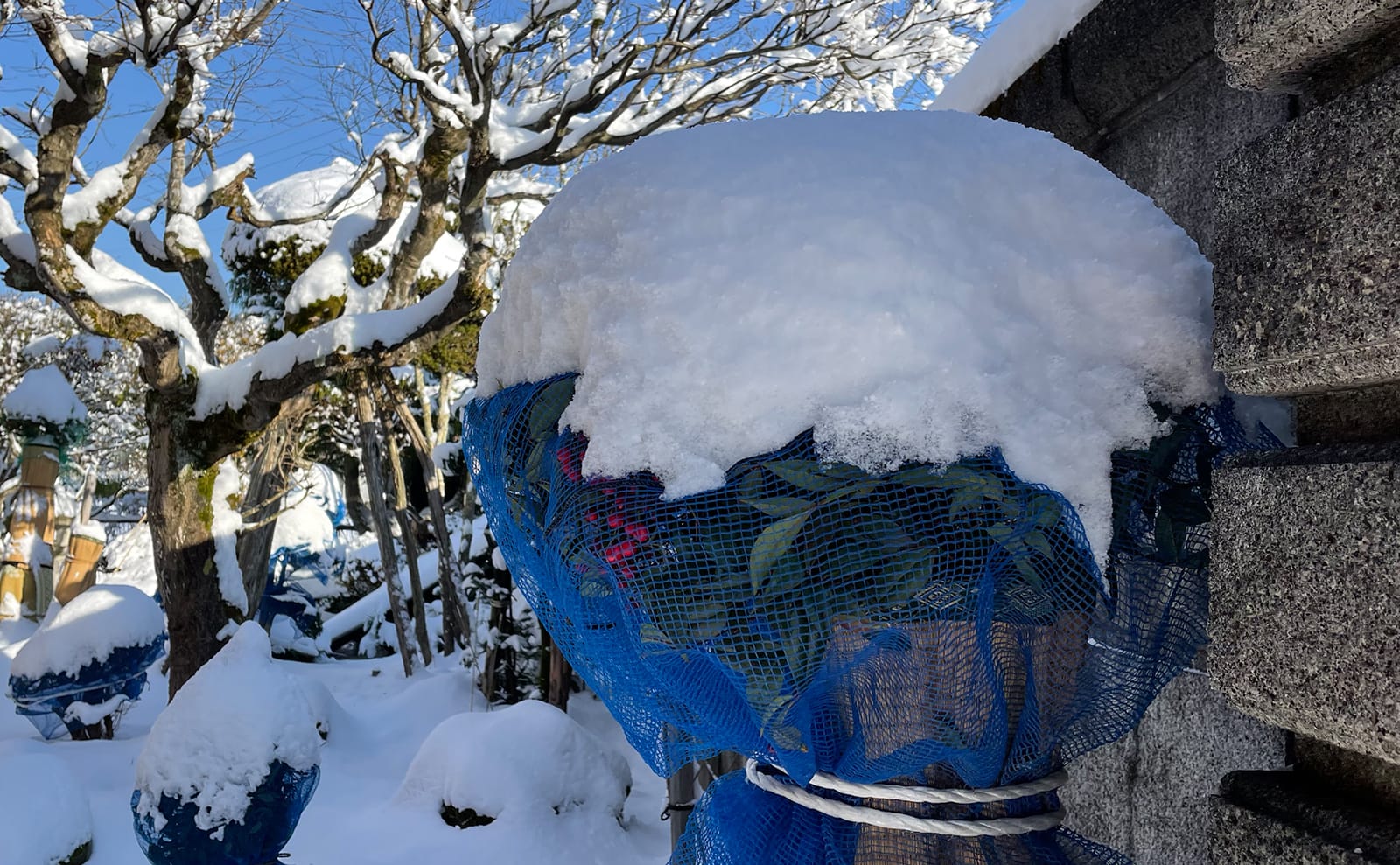 写真：雪が積もった南天