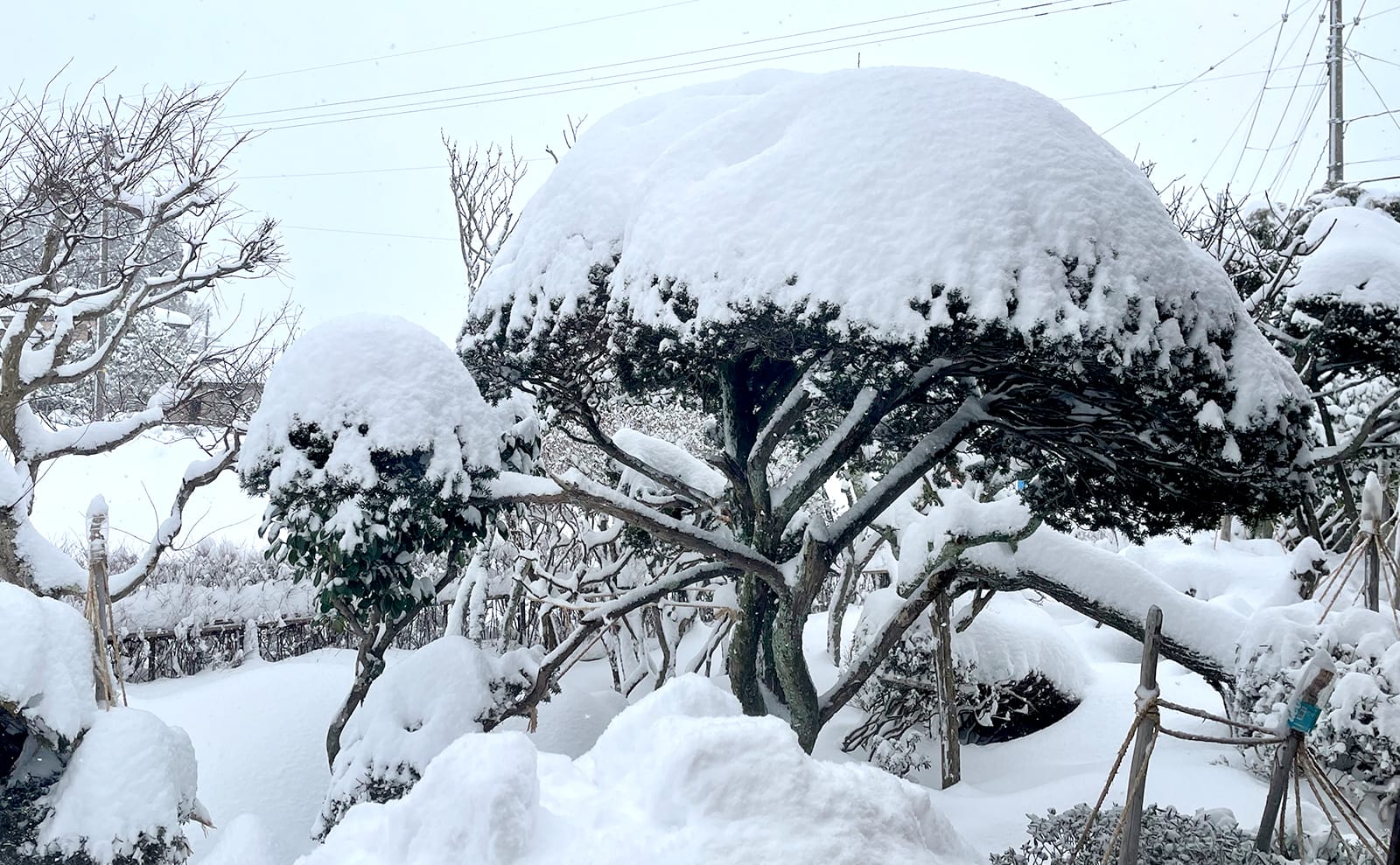 写真：雪に埋もれた庭01