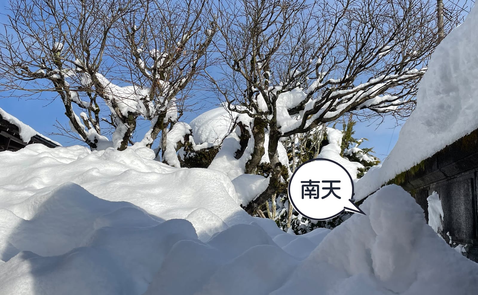 写真：雪に埋もれた庭02