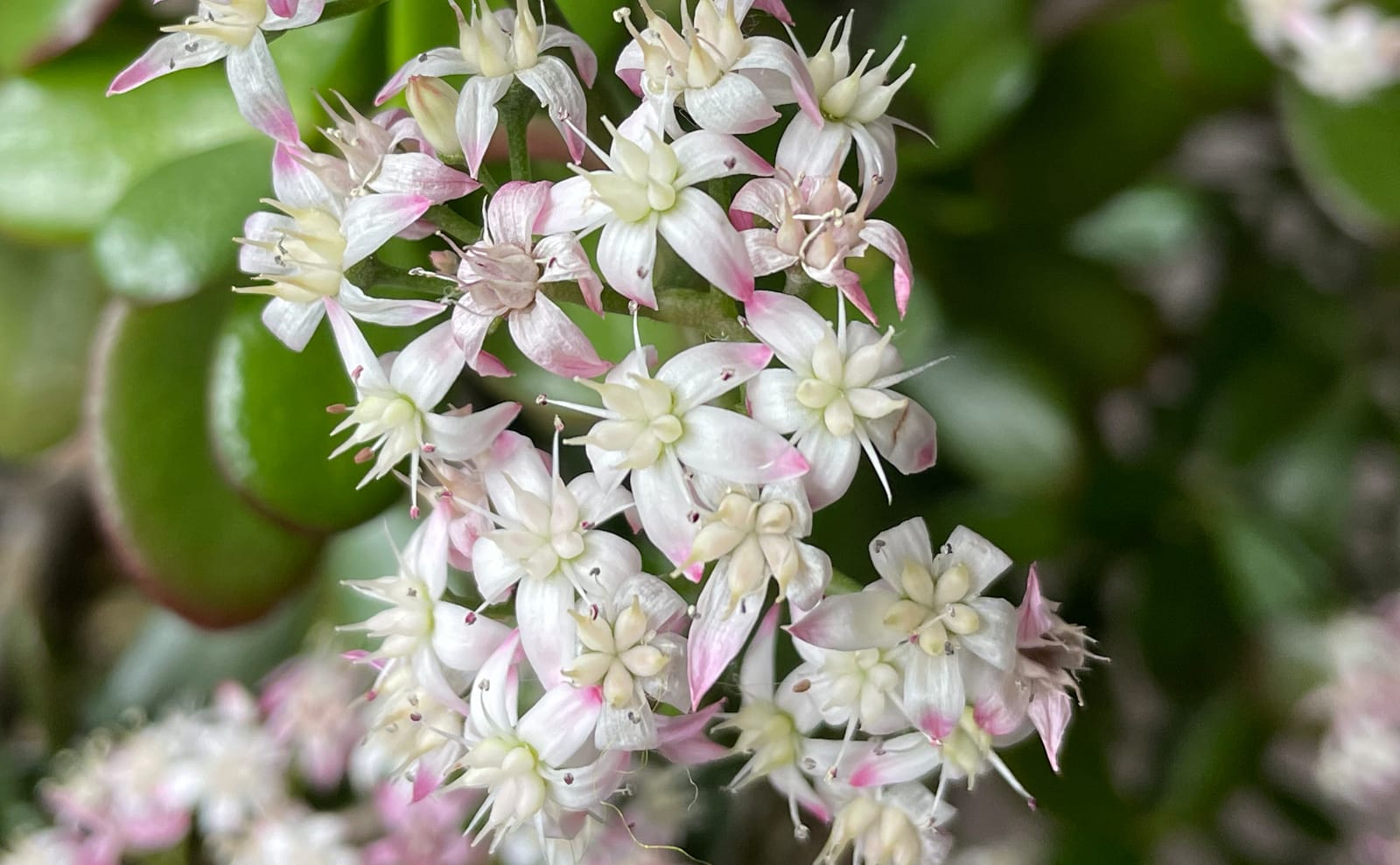 写真：金のなる木の小花