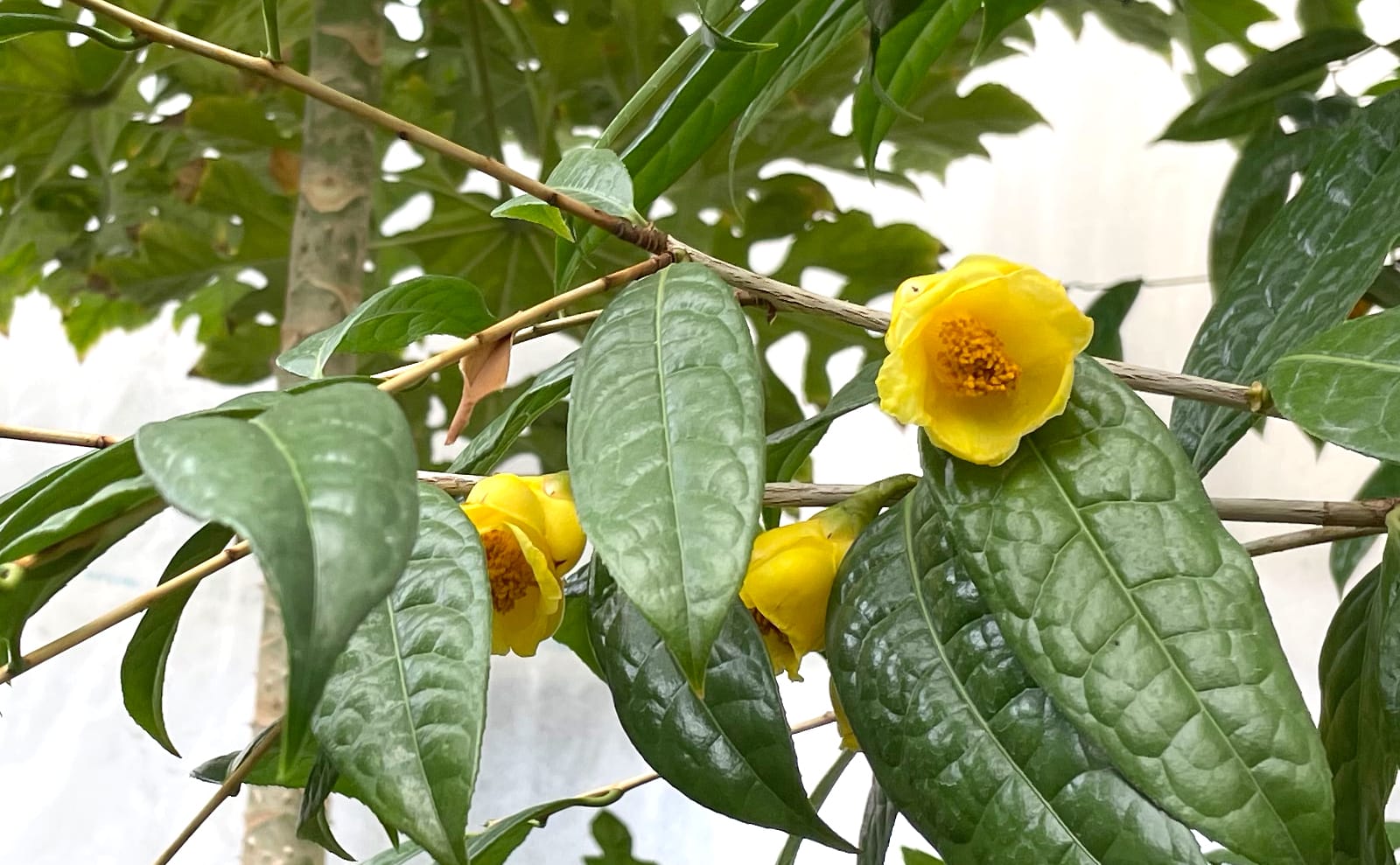 写真：金花茶