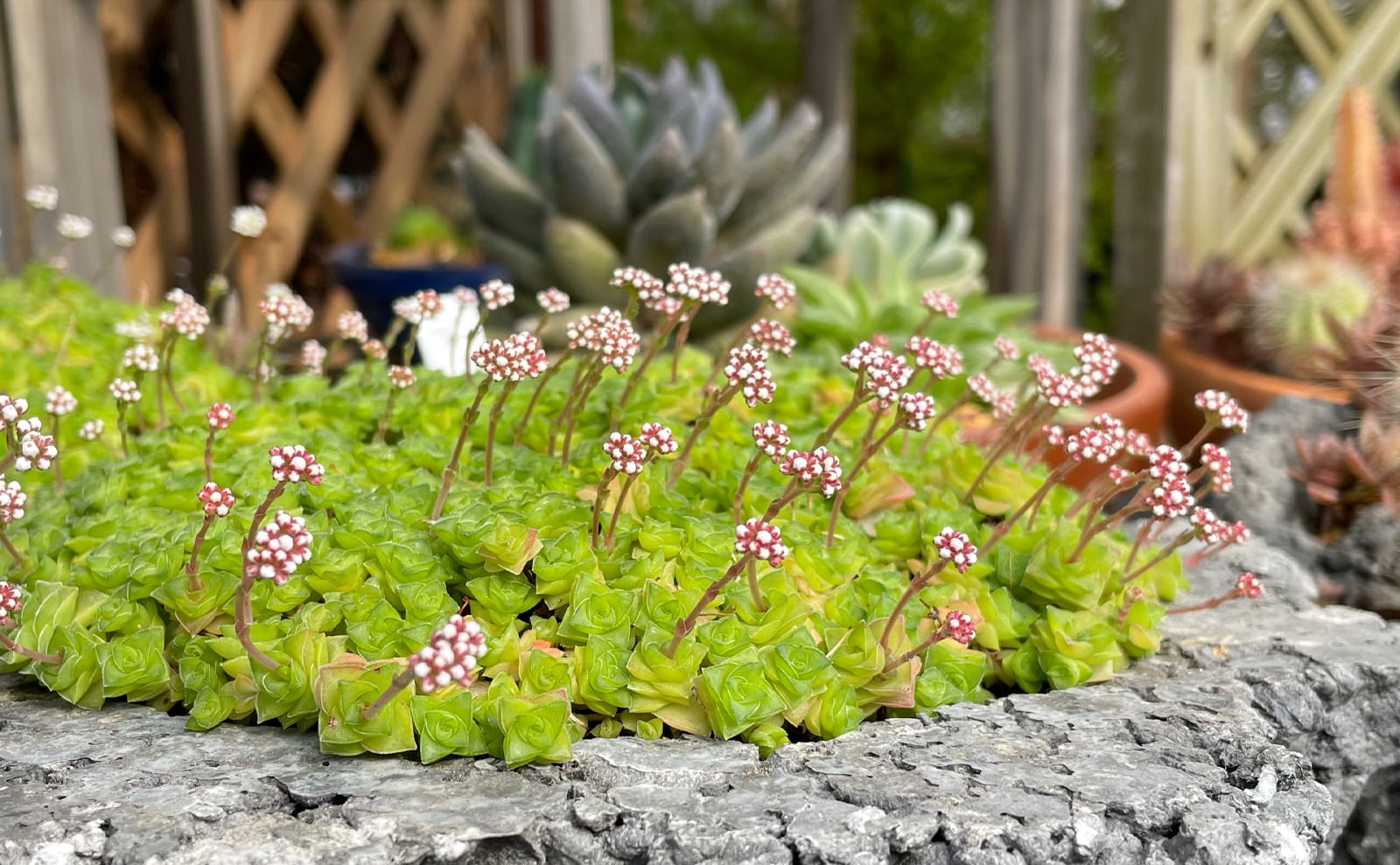 写真：多肉植物02