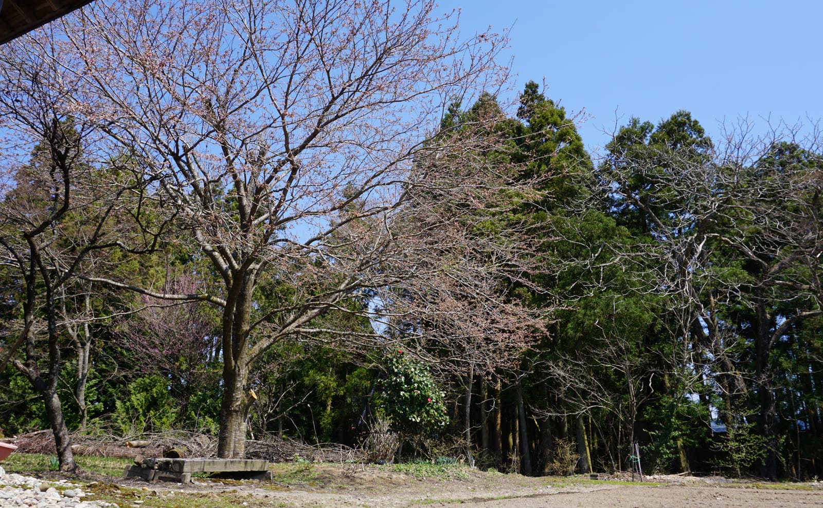 写真：桜と椿