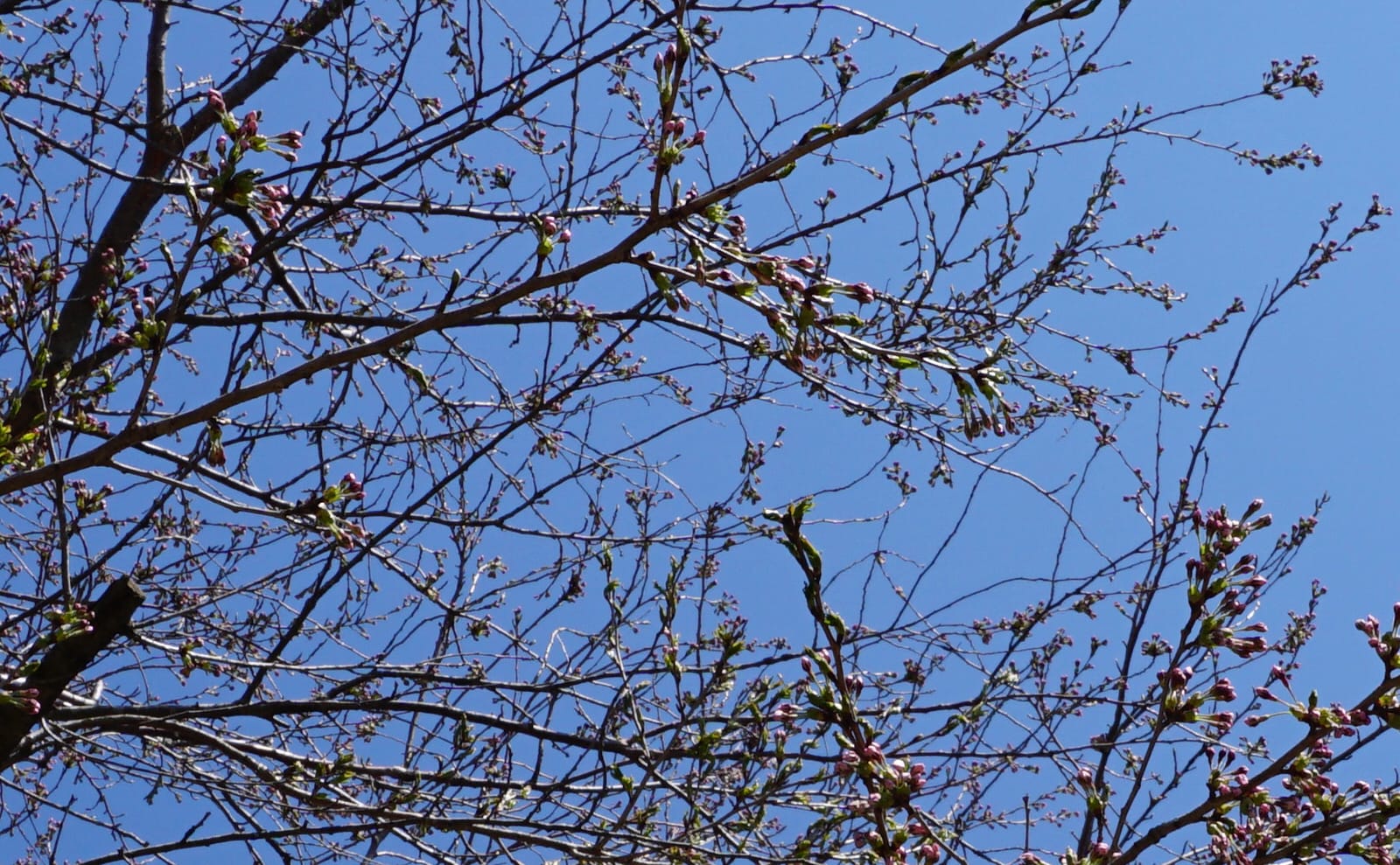 写真：桜の蕾