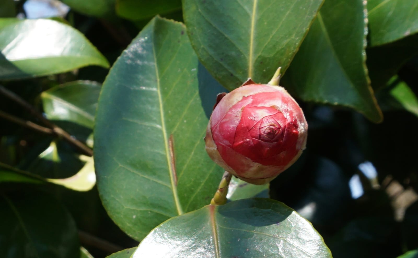 写真：椿の蕾