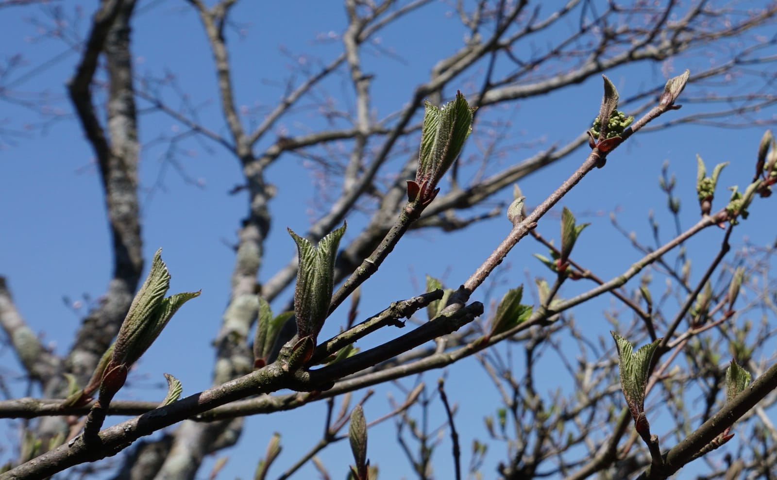 写真：大手毬の蕾