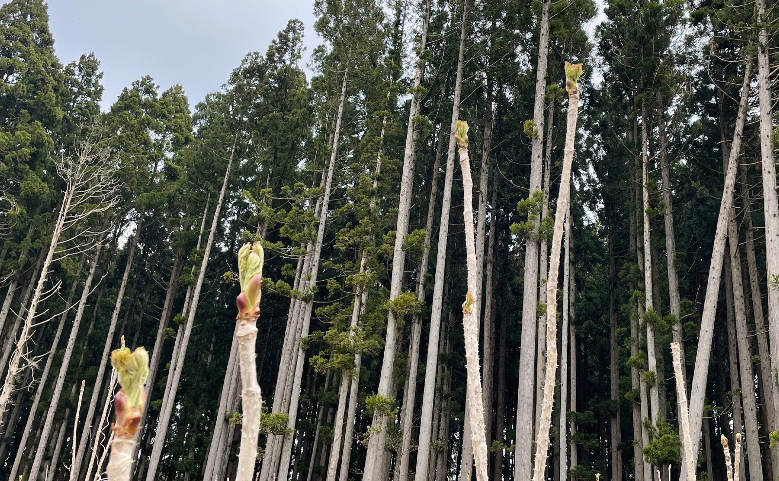 写真：タラの芽の群生地