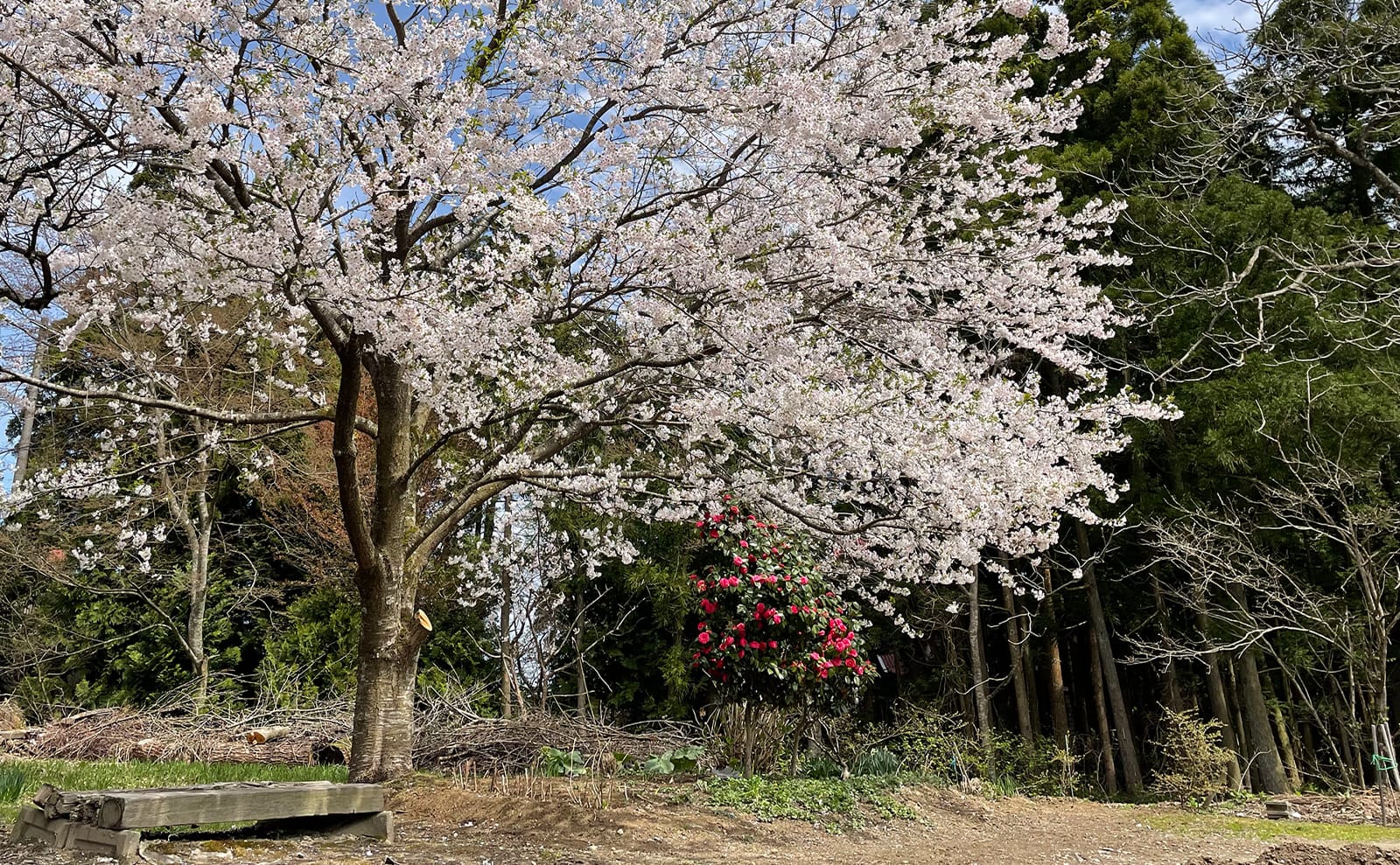 写真：桜と椿