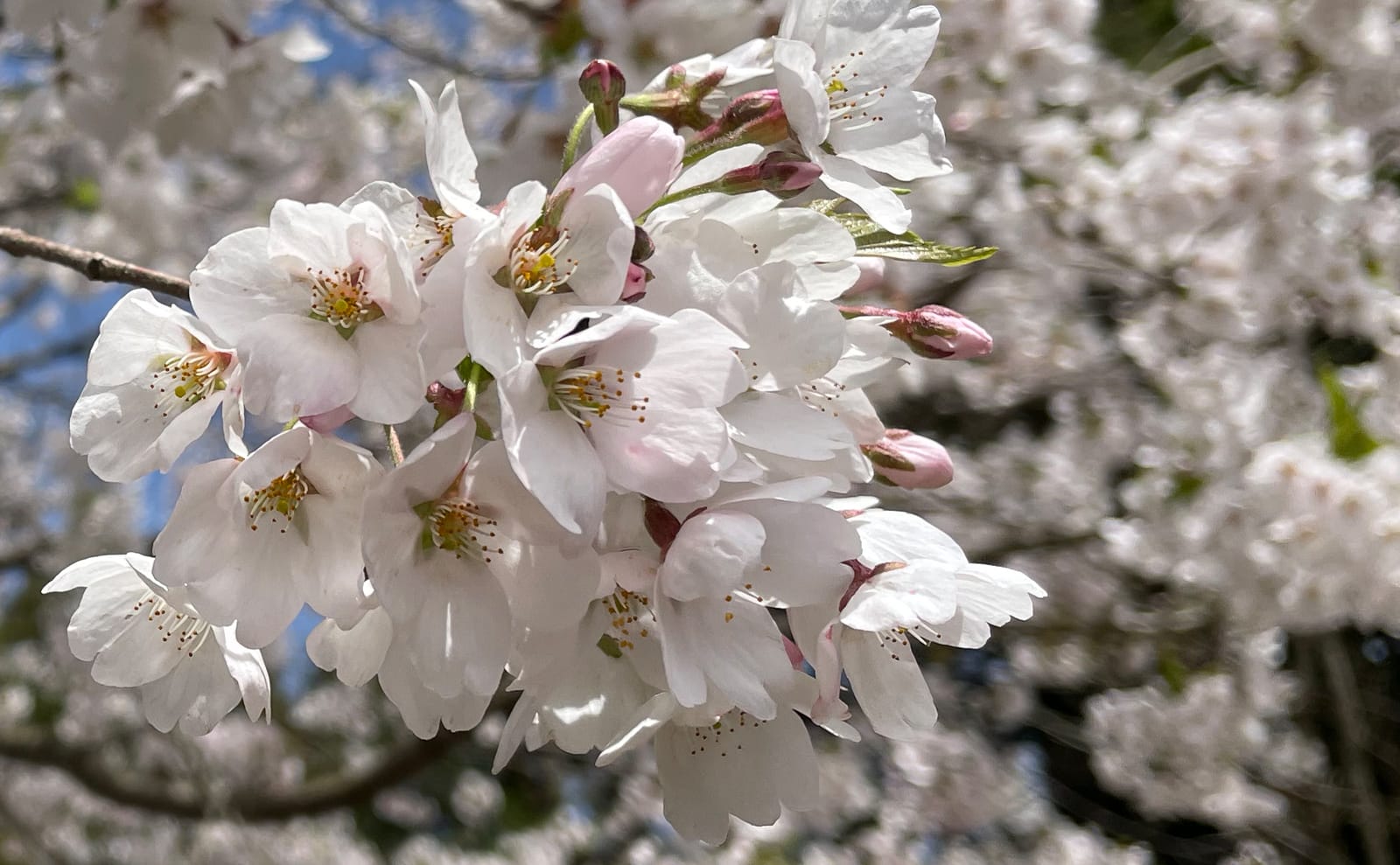 写真：桜の花