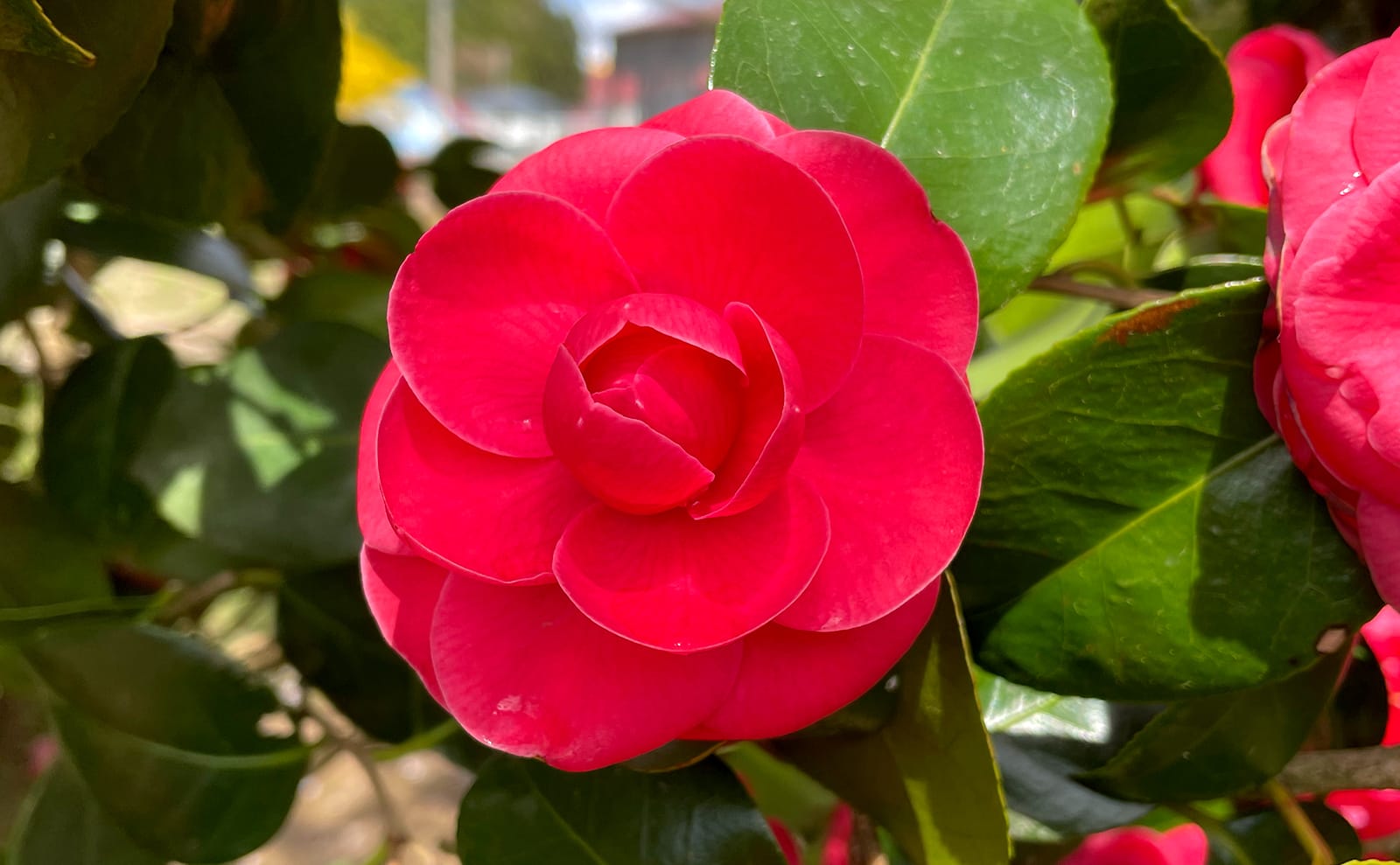 写真：赤い椿の花