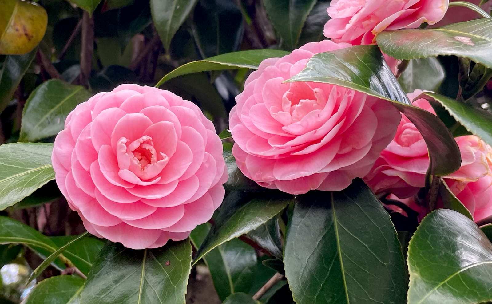 写真：ピンク色の椿の花