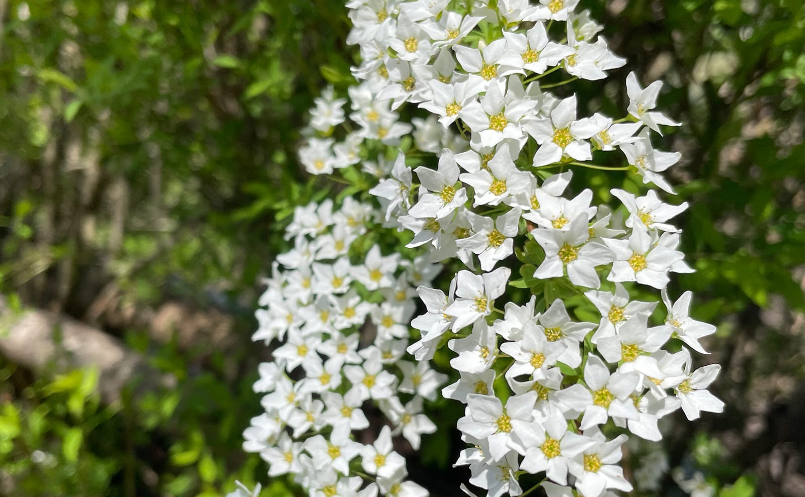 写真：雪柳の花