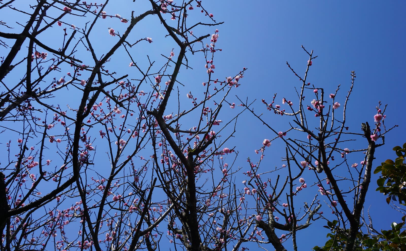 写真：梅の木