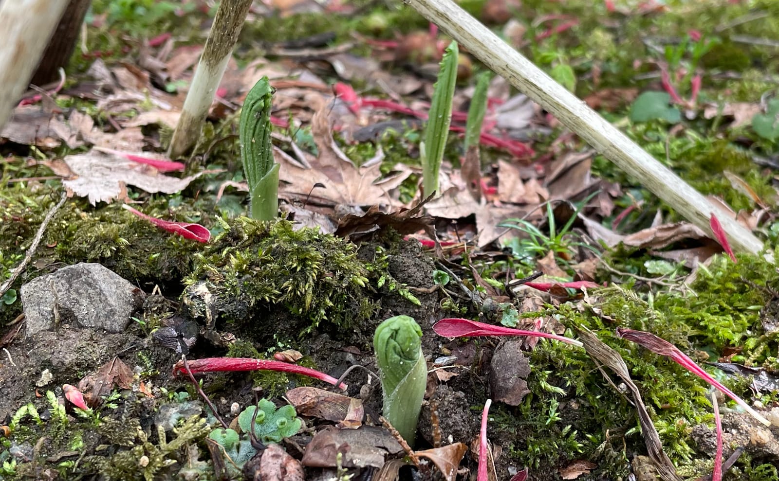 写真：熊谷草の芽