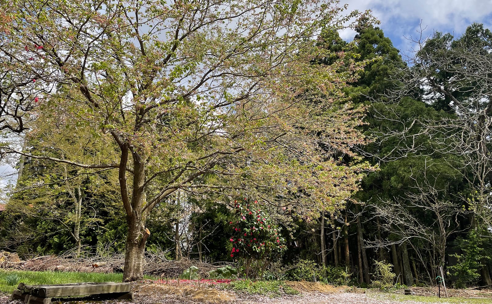 写真：花が散った桜と椿