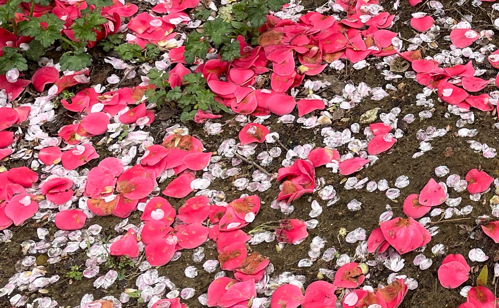 写真：散った桜と椿の花びら