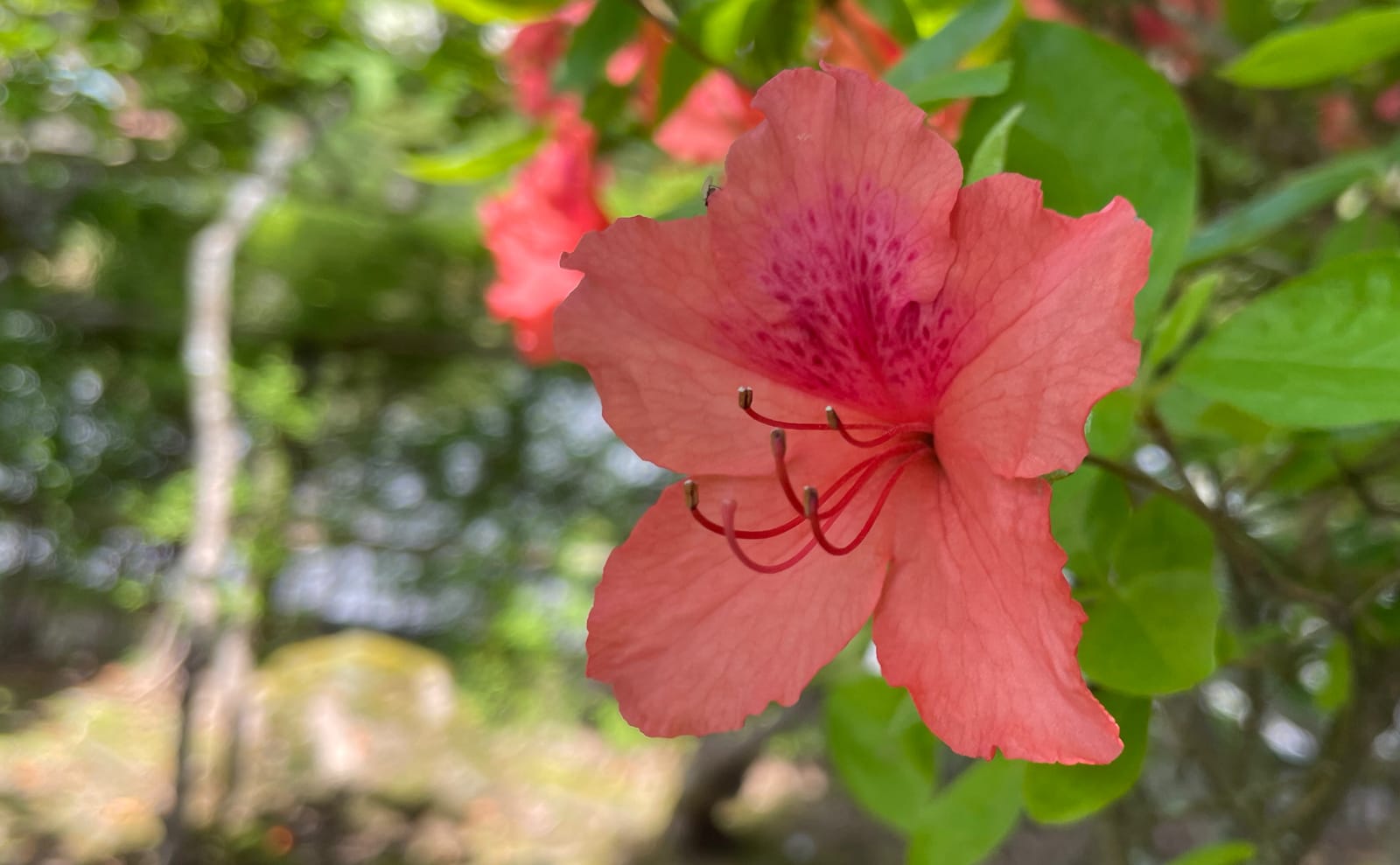 写真：オレンジ色のサツキ02