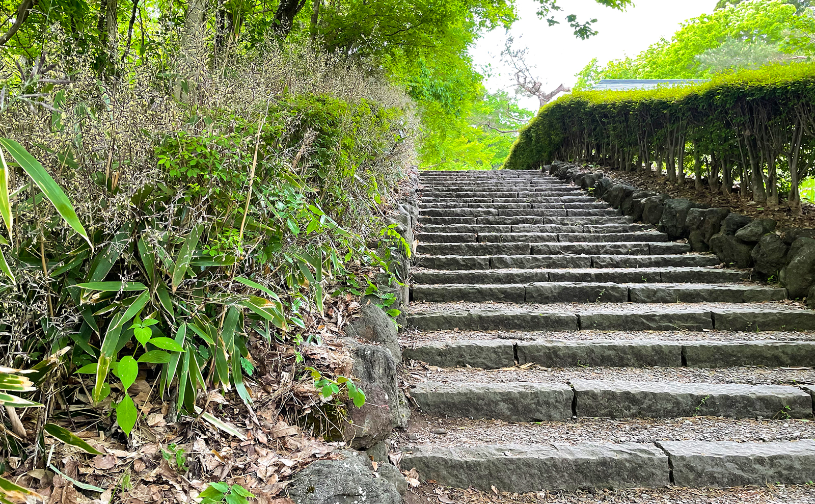 写真：スズタケの育成地