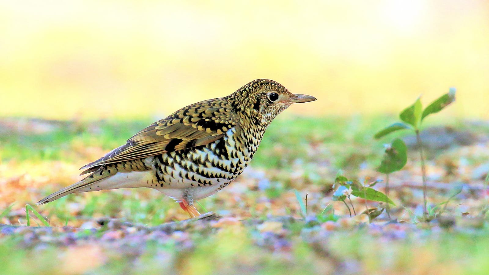 写真：トラツグミ