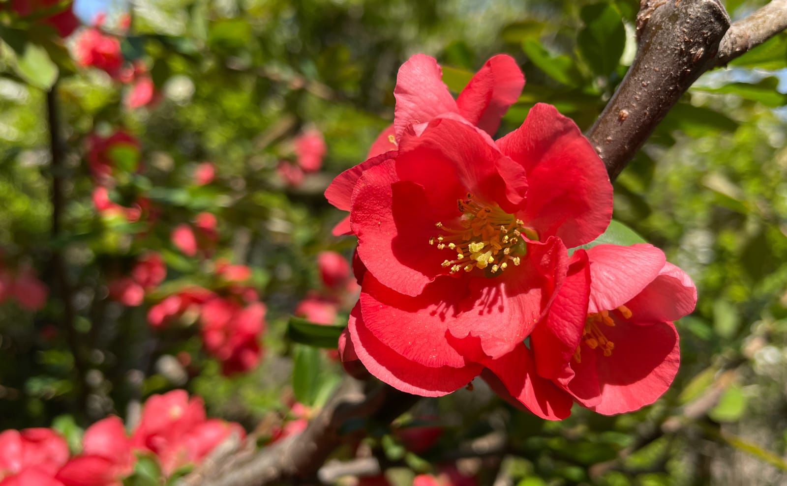 写真：ボケの花