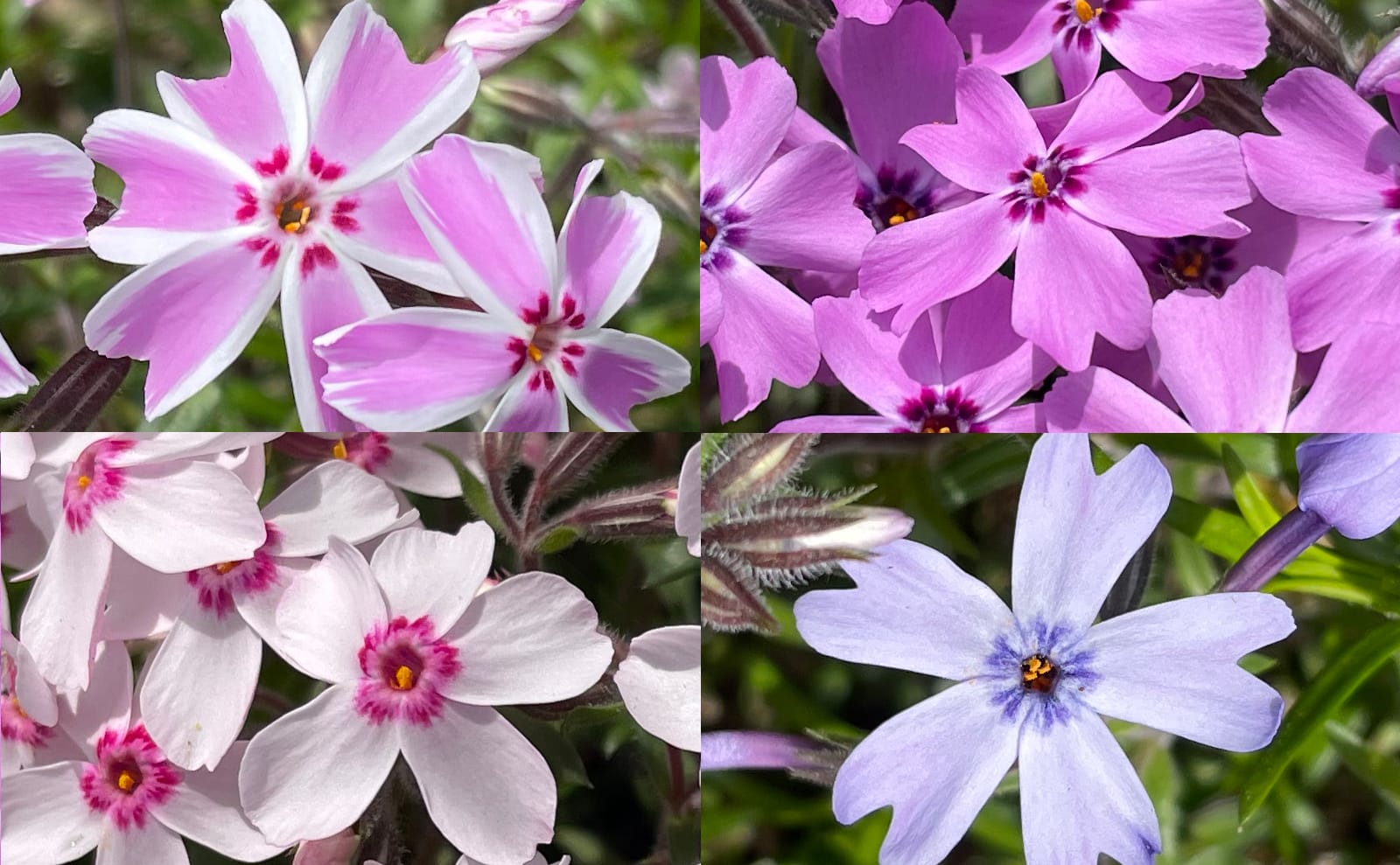 写真：4種類の芝桜