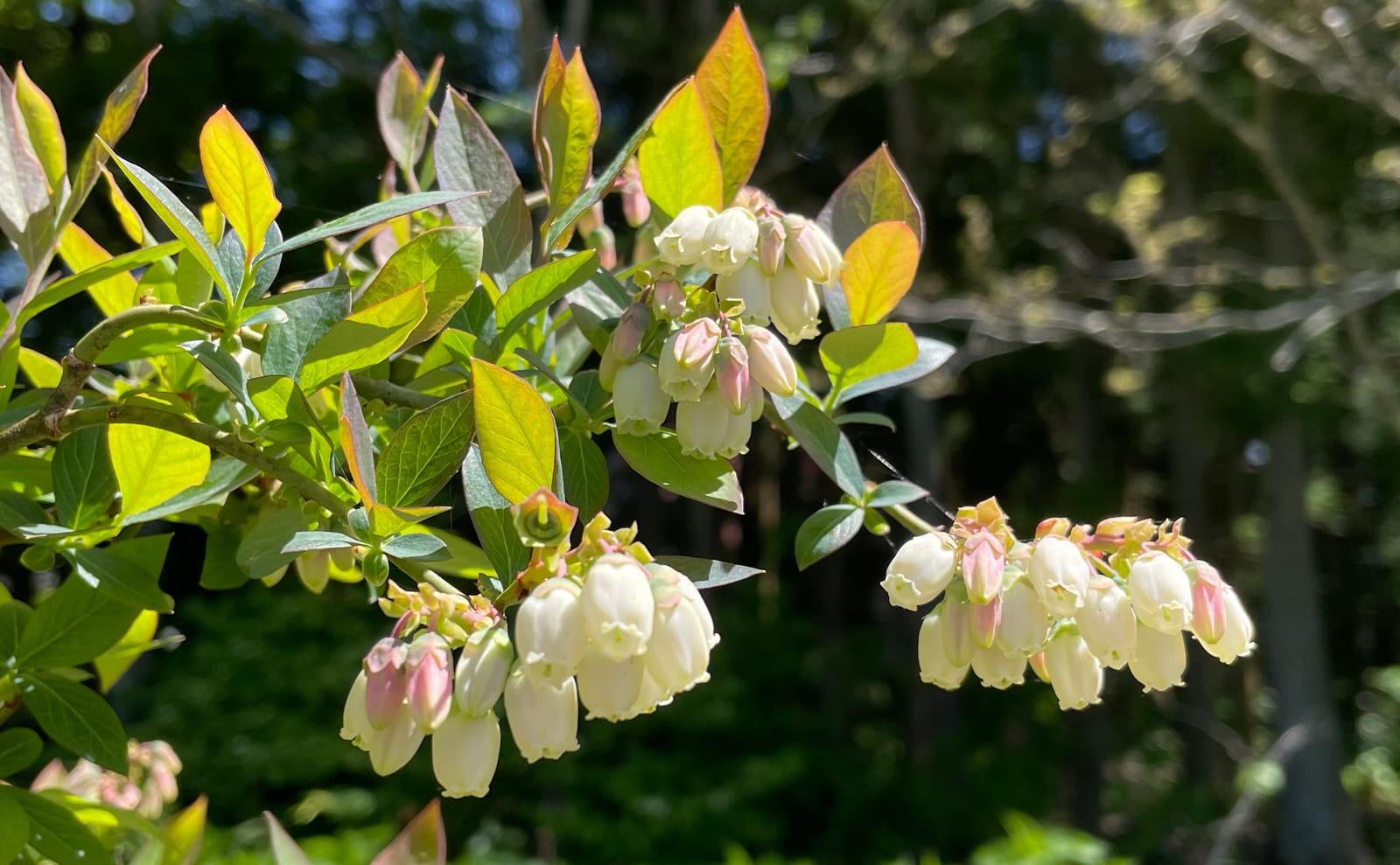 写真：ブルーベリー1号の花