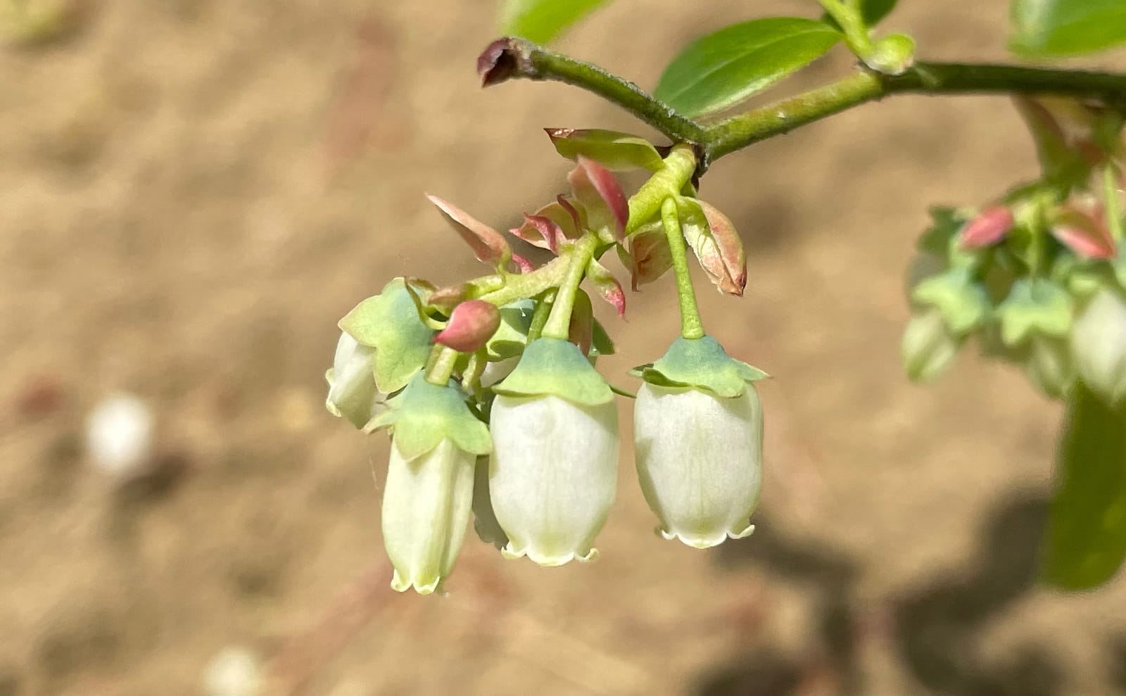 写真：ブルーベリー2号の花