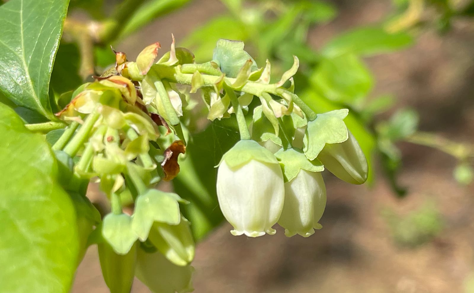 写真：ブルーベリー3号の花