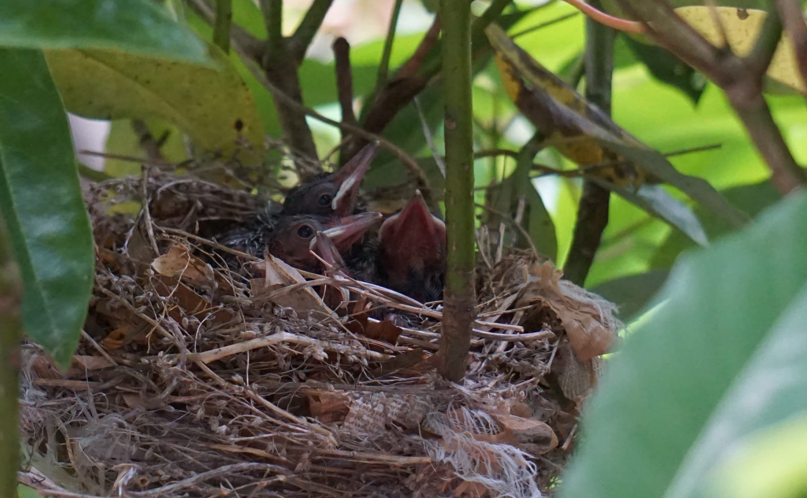 写真：親鳥を待つヒヨドリの雛