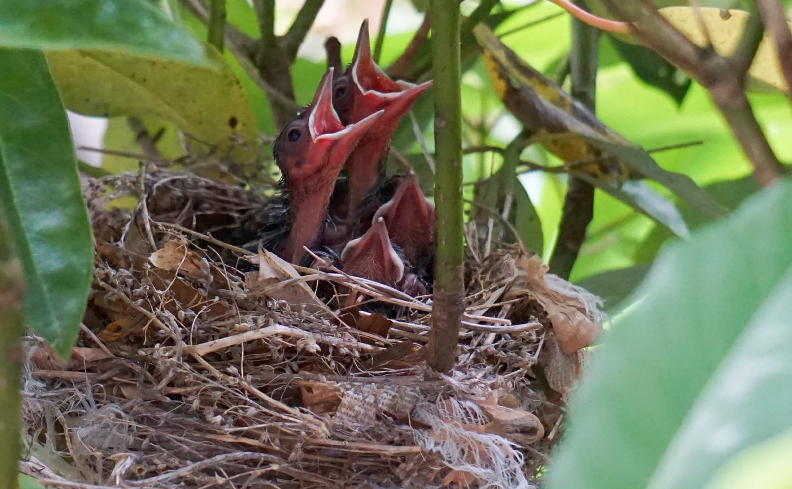 写真：親鳥に餌を乞うヒヨドリの雛01