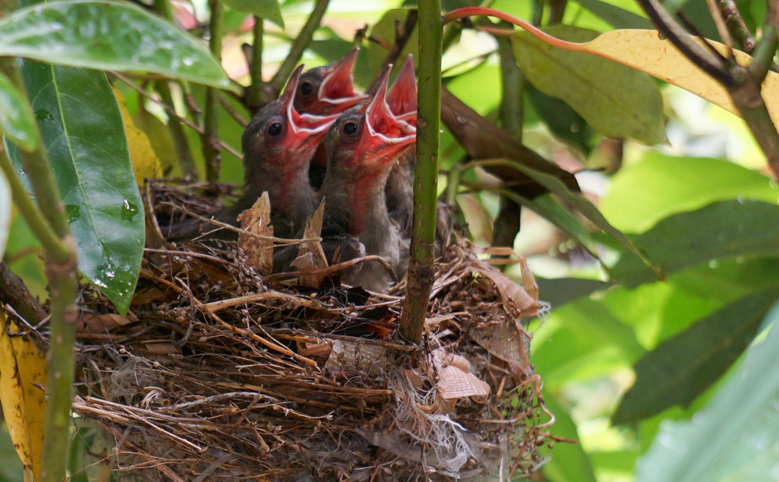 写真：親鳥に餌を乞うヒヨドリの雛02