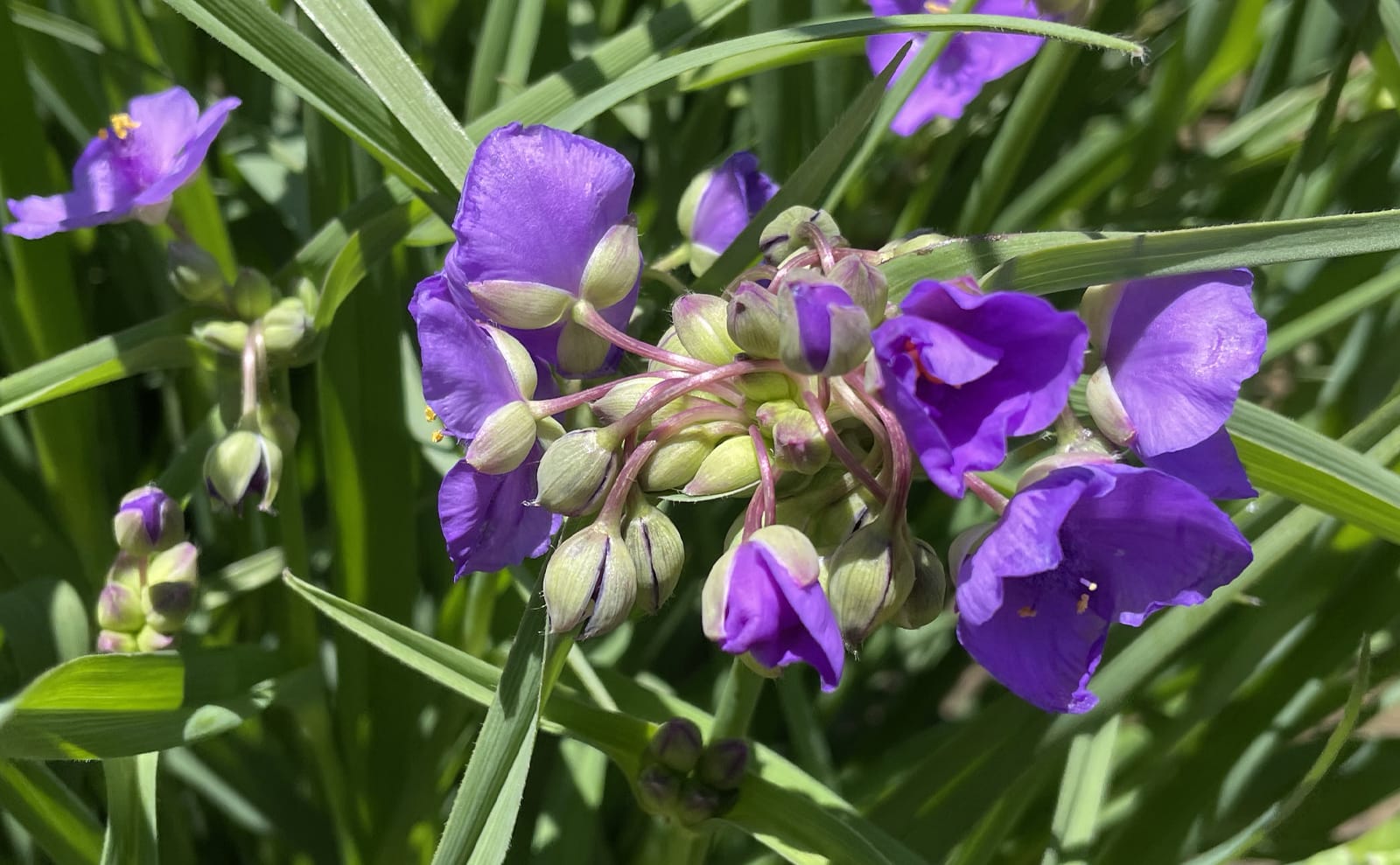 写真：紫色のムラサキツユクサの蕾