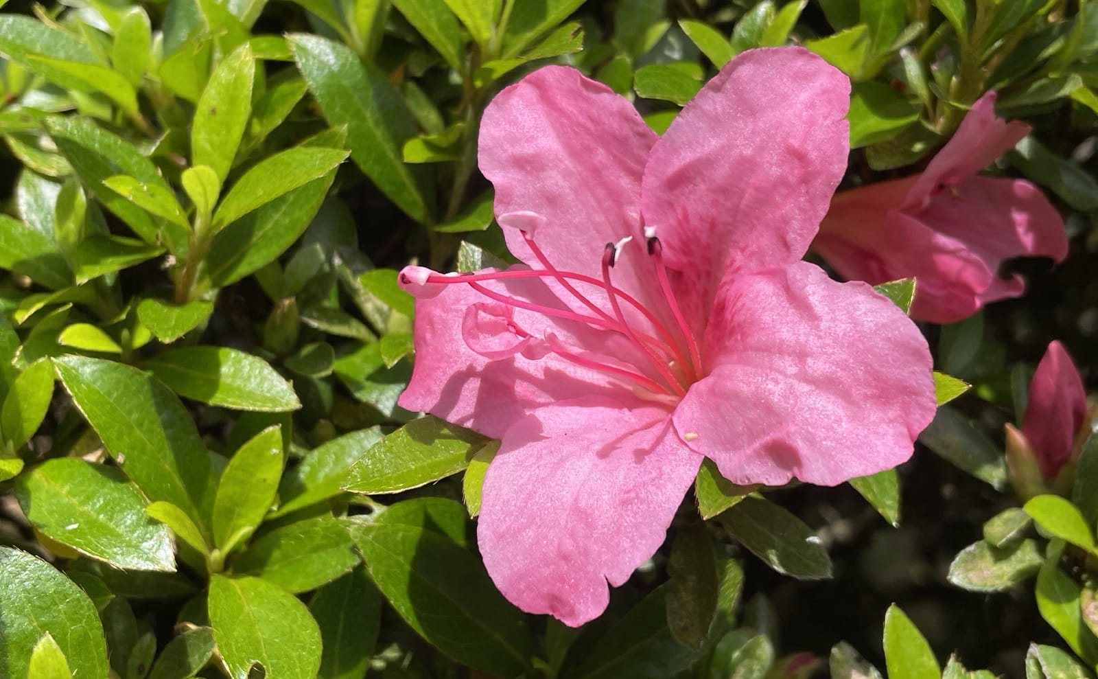 写真：サツキの花