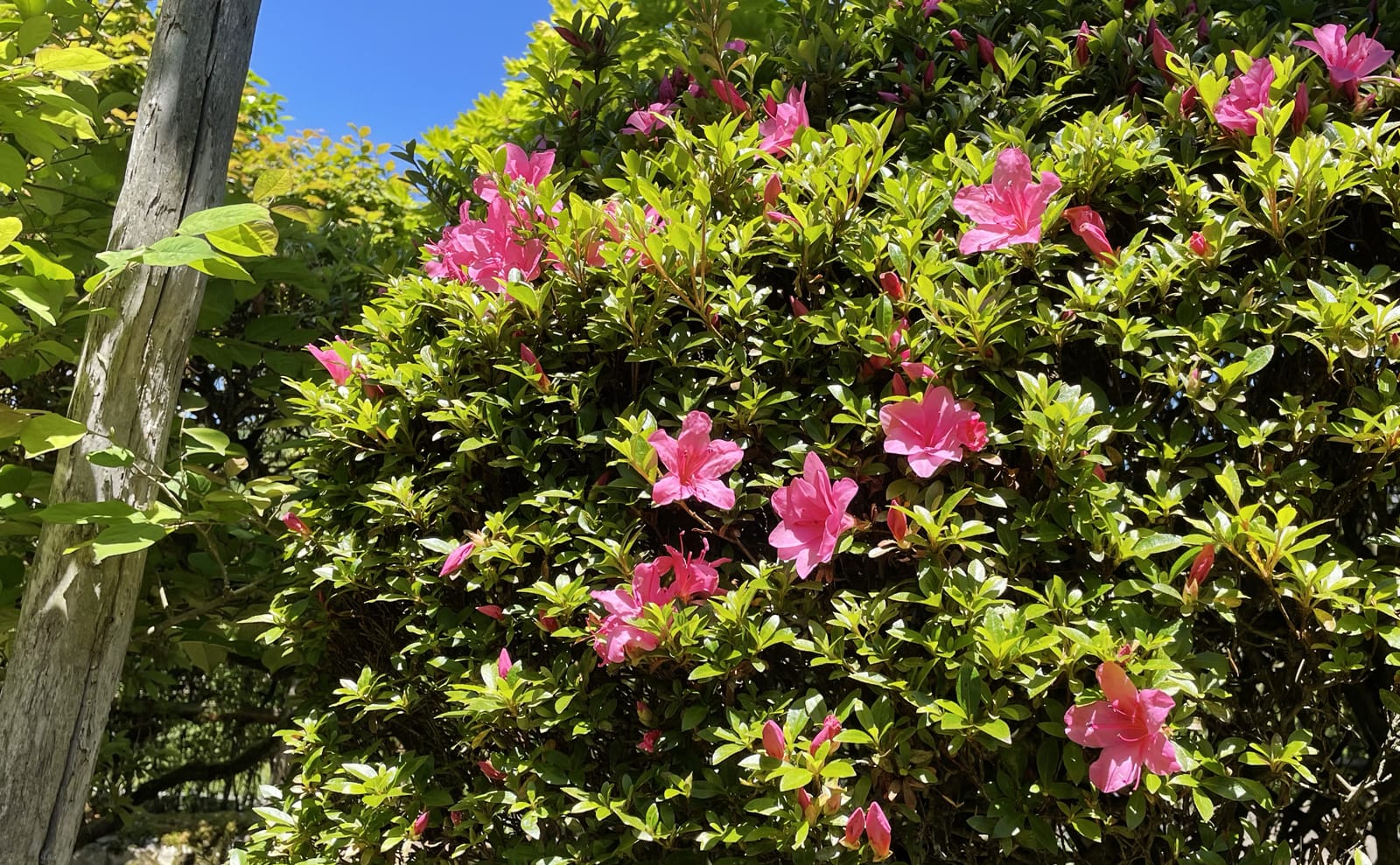 写真：サツキの木