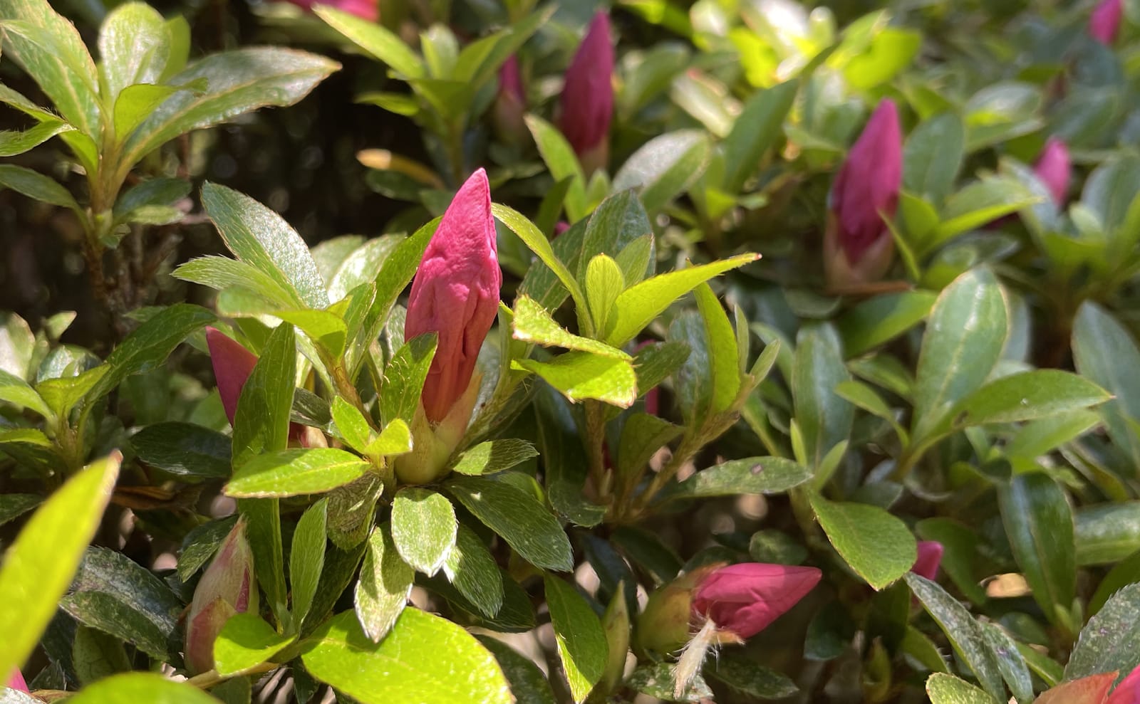 写真：サツキの蕾