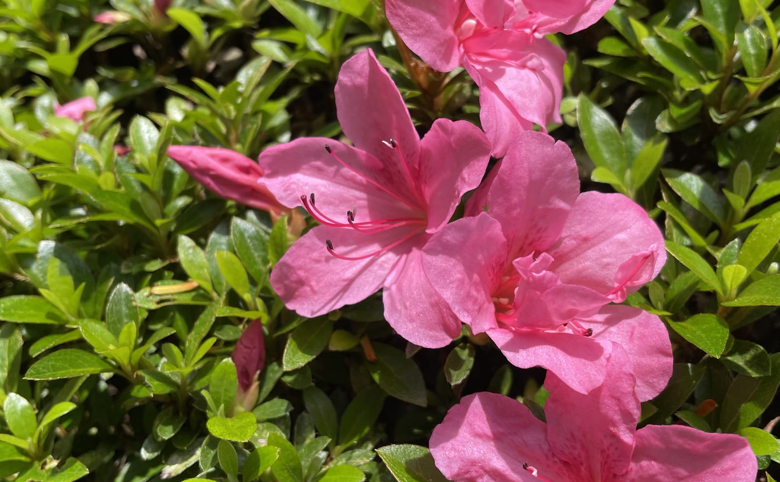 写真：サツキの花