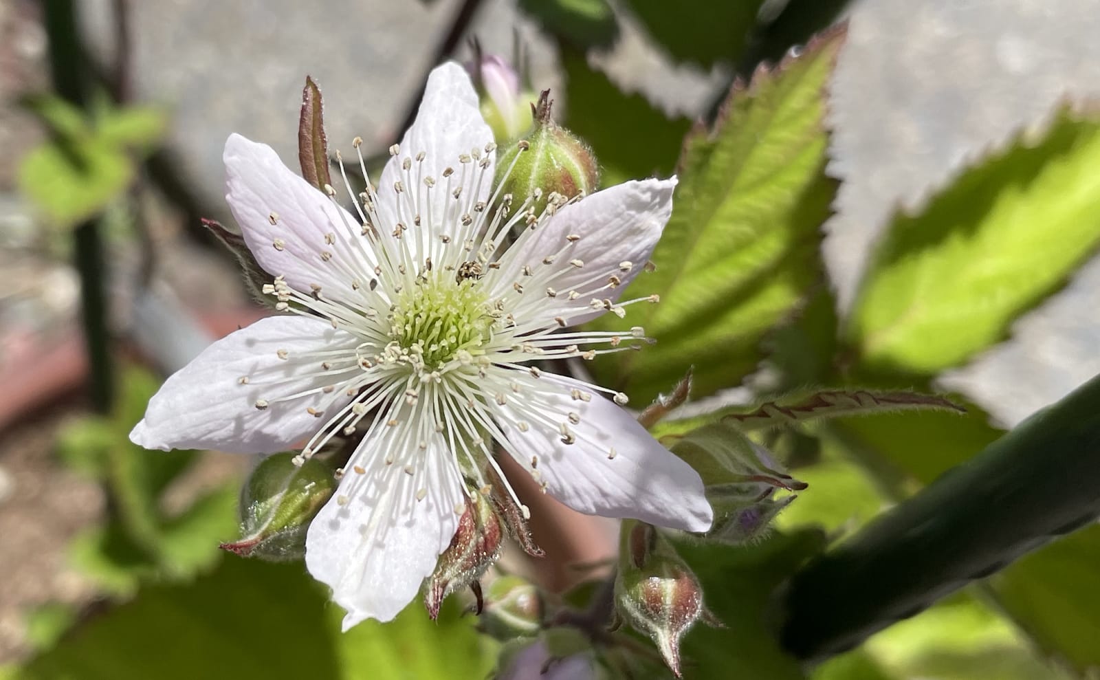 写真：ブラックベリーの花