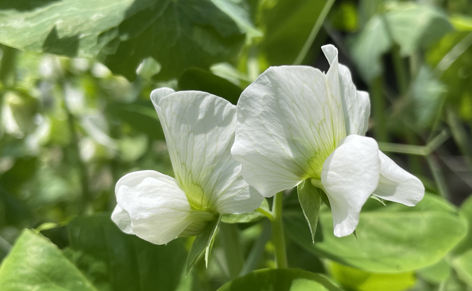 野菜の花ってこんな花 マメ科 ナス科 ウリ科の野菜の花々 Sashalog サシャログ