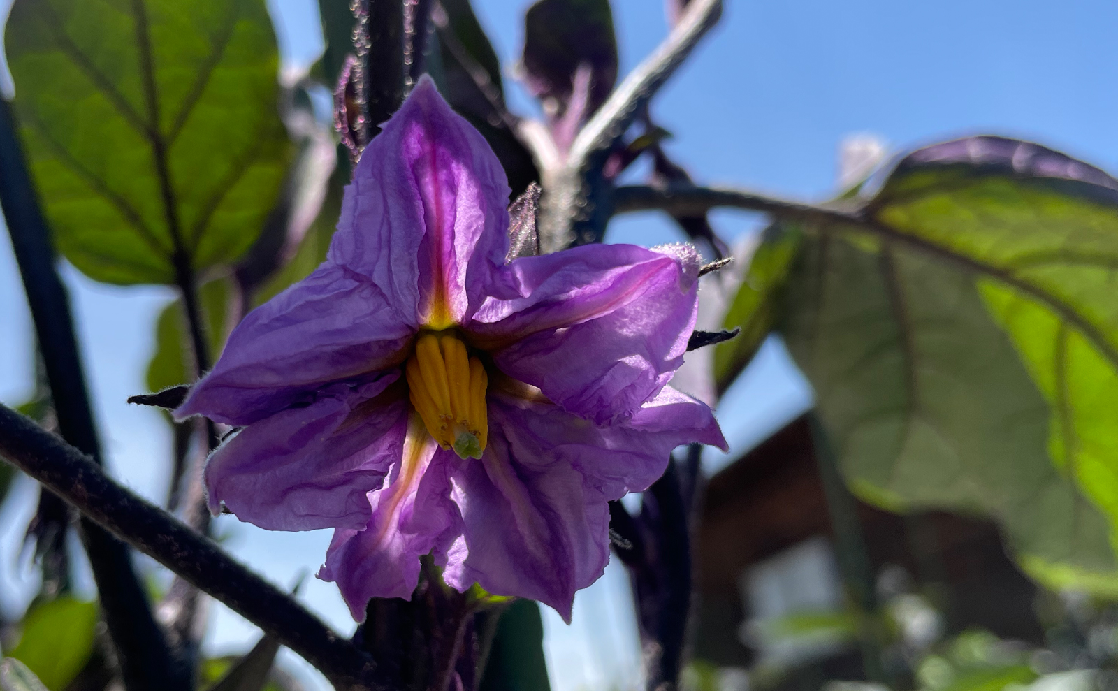 写真：ナスの花