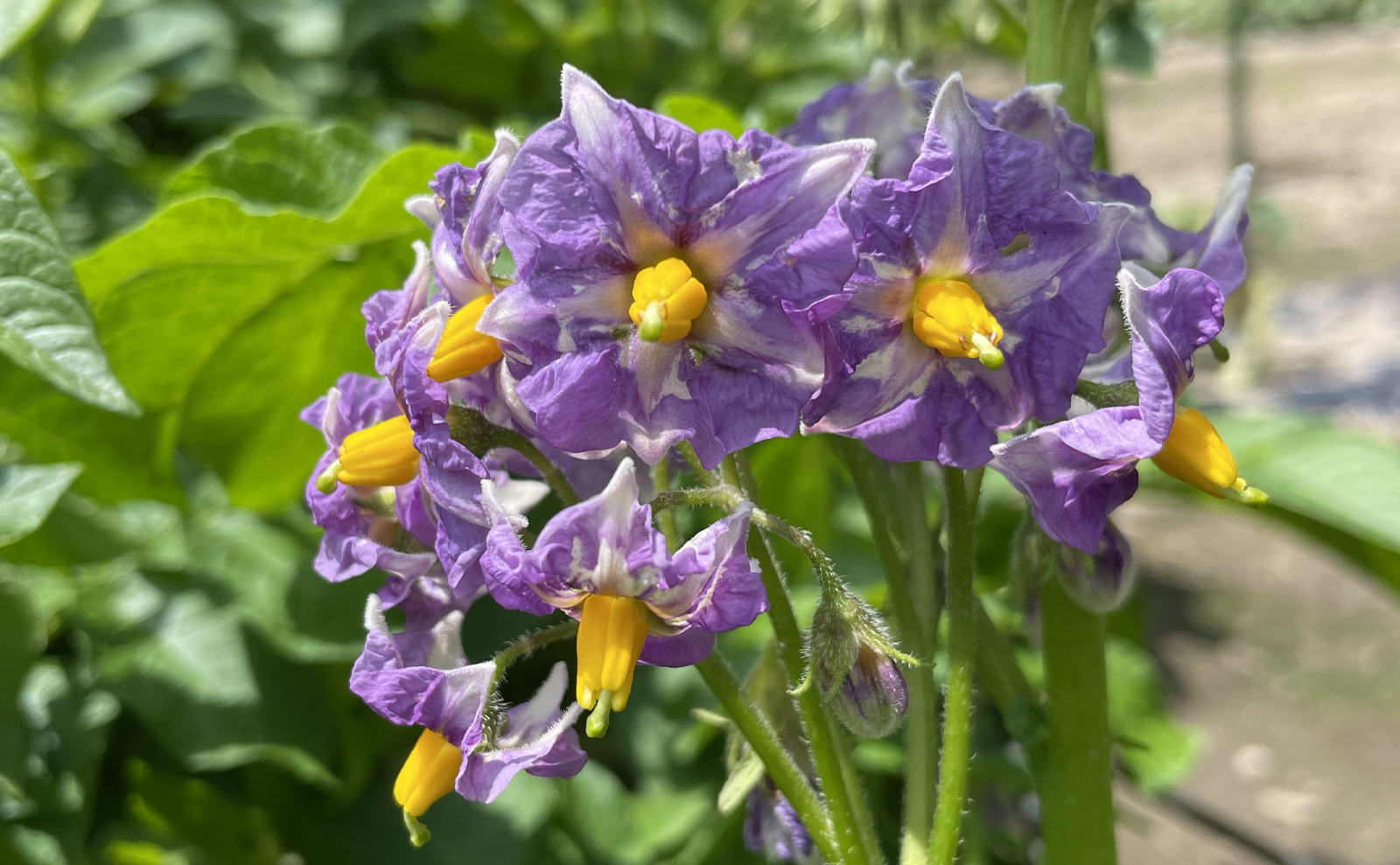 写真：ジャガイモ（メイクイーン）の花01