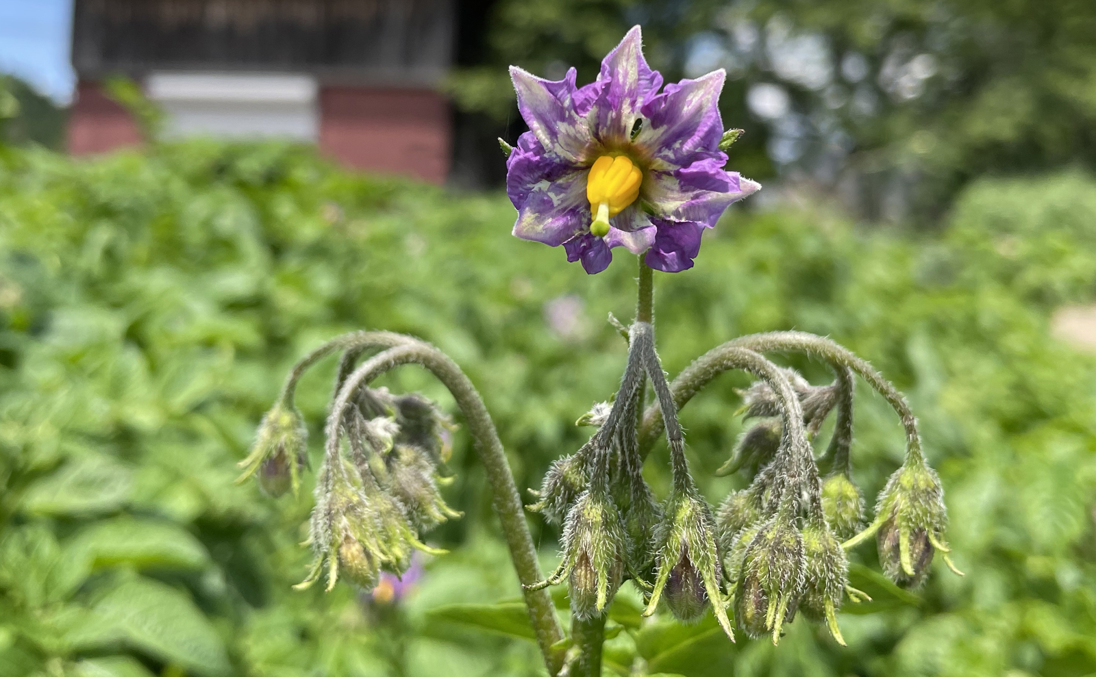 写真：ジャガイモ（メイクイーン）の花02