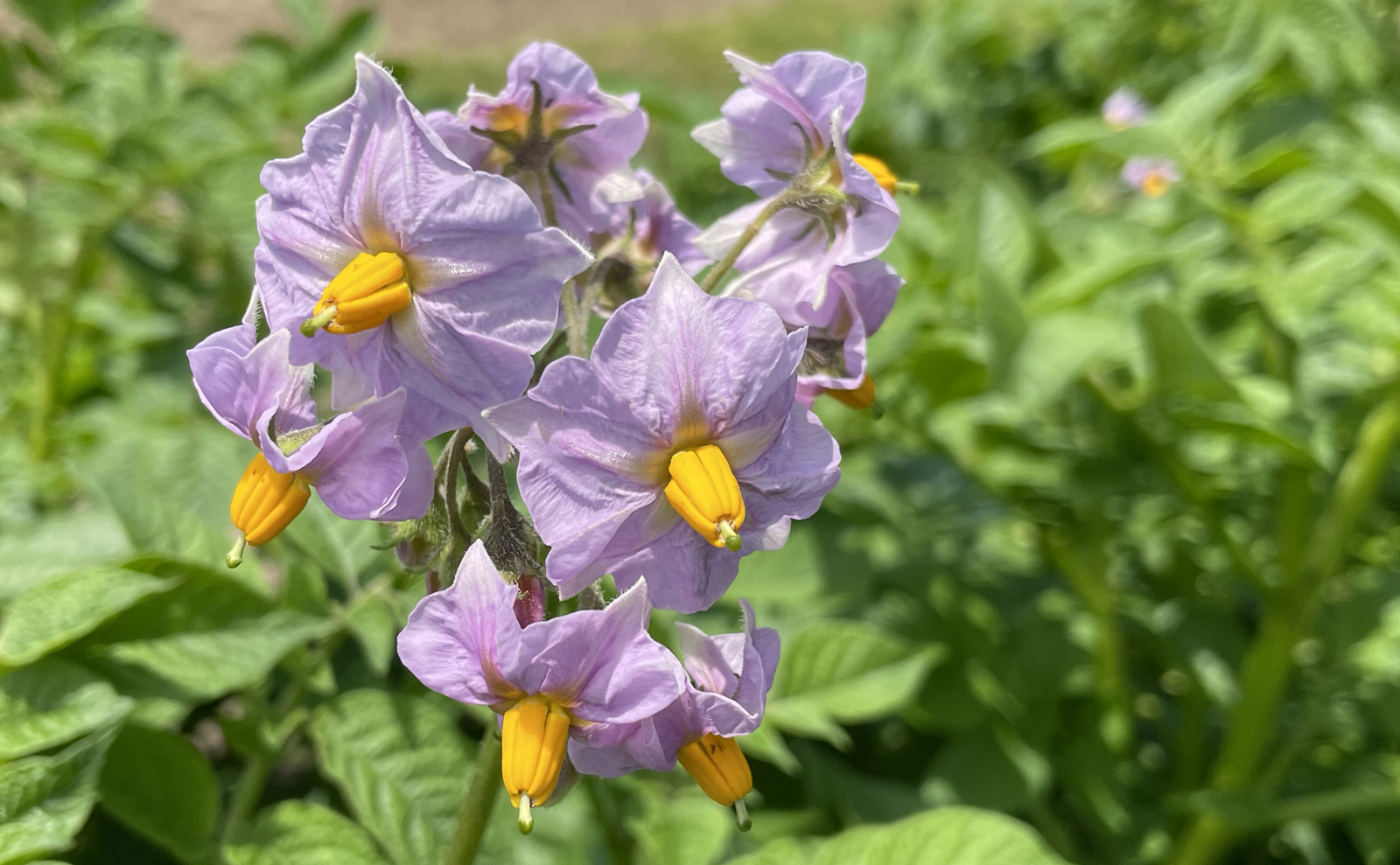 写真：ジャガイモ（キタアカリ）の花