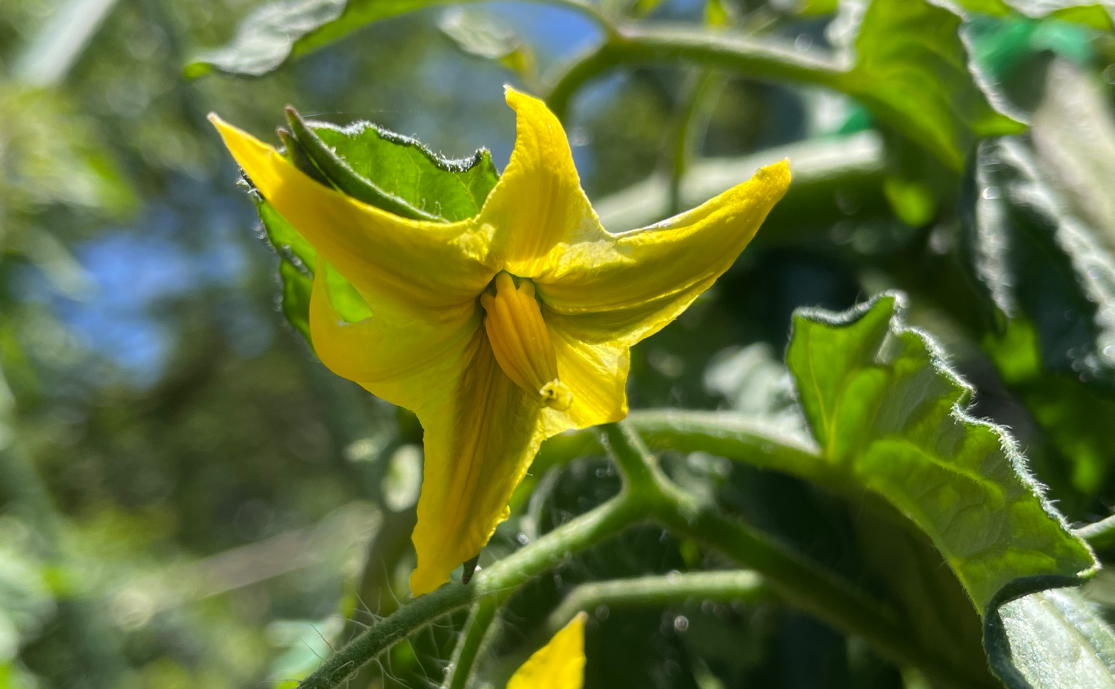 写真：トマトの花